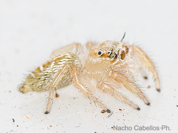 Sierra Morena. Castellar de Santiago. Agosto 2016.