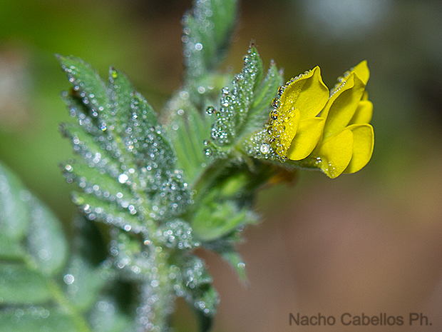 Cerro del Moro. Aldea del Rey. Abril 2013.