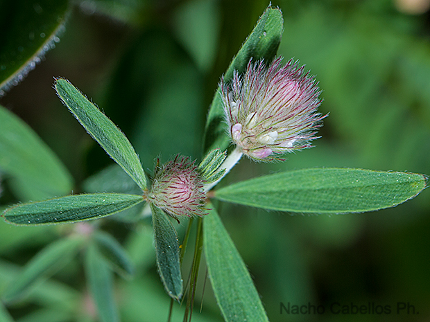 Cerro del Moro. Aldea del Rey. Abril 2013.