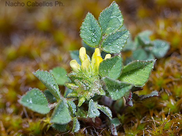 Tablas de Daimiel. Abril 2012.