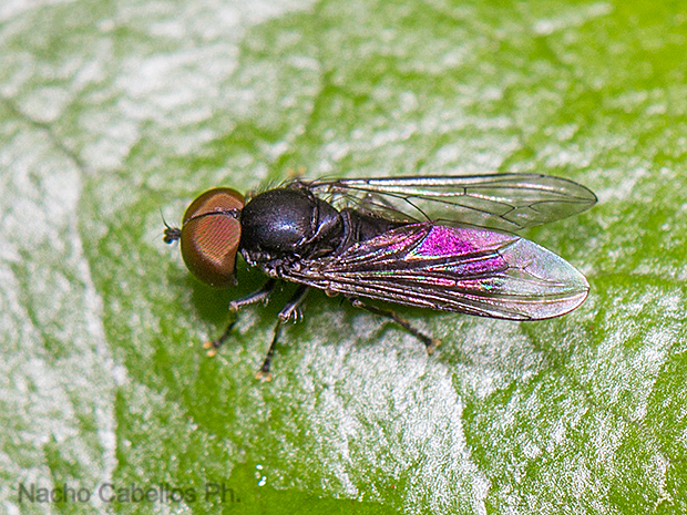 Los Pinos. Puertollano. Mayo 2016.