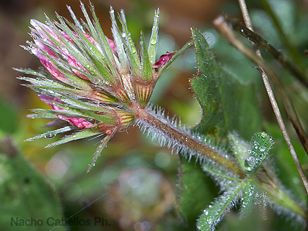 Laguna de Cañada de Calatrava. Abril 2012.