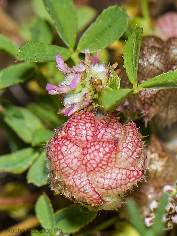 Laguna de Cervera. Aldea del Rey. Abril 2012.