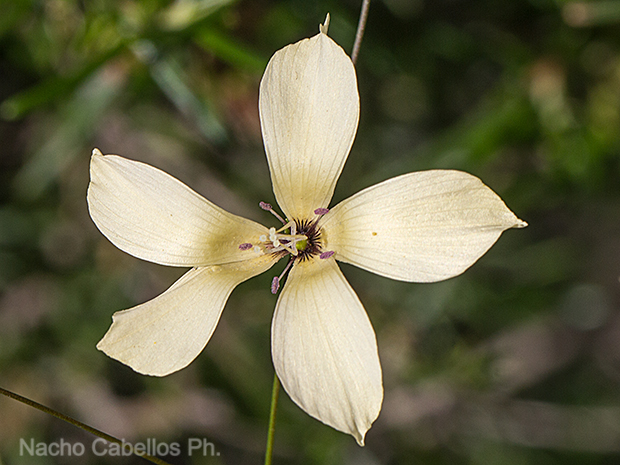 Los Pinos. Puertollano. Junio 2016.