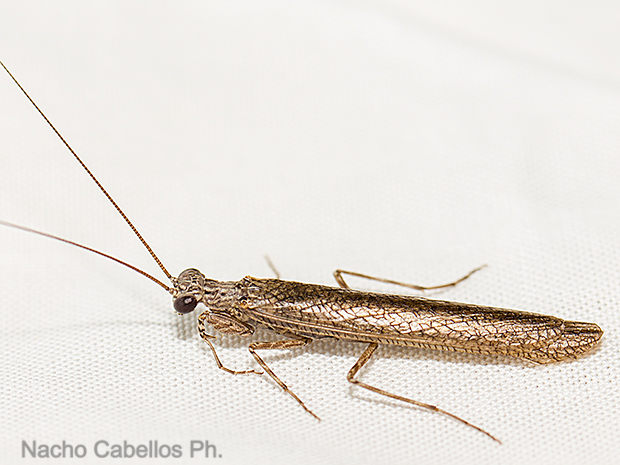 Sierra Morena. Castellar de Santiago. Agosto 2016.