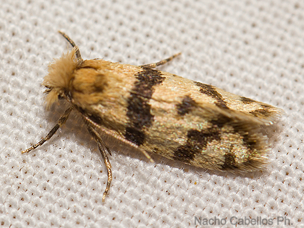 Sierra Morena. Castellar de Santiago. Agosto 2016.