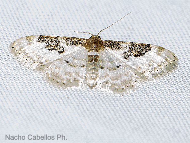 Sierra Morena. Castellar de Santiago. Agosto 2016.