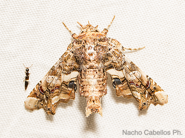 Los Barranquillos. Sierra Morena. Agosto 2016.