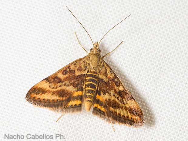 Sierra Morena. Castellar de Santiago. Agosto 2016.