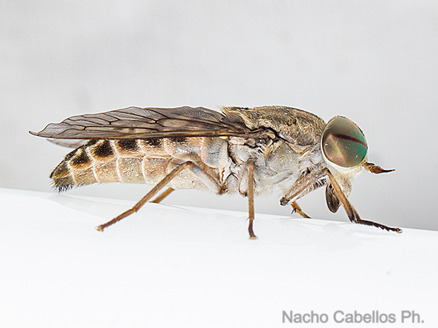 Los Barranquillos. Sierra Morena. Agosto 2016.