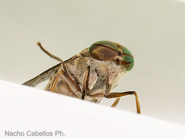 Los Barranquillos. Sierra Morena. Agosto 2016.