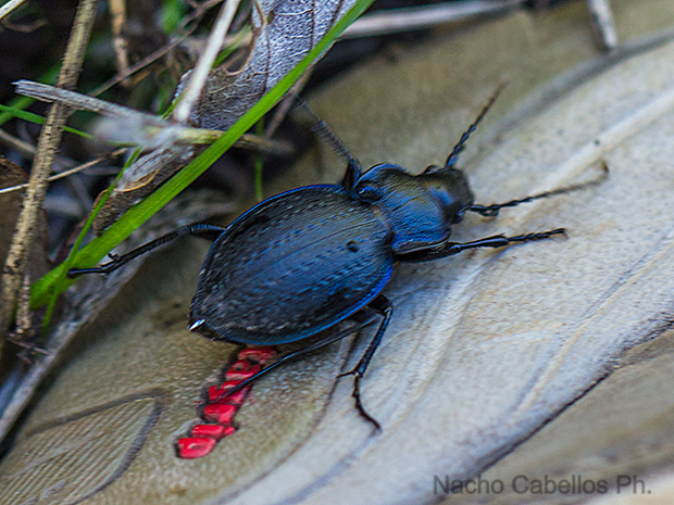 Fuente del Almirez. Fuencaliente. Noviembre 2015.