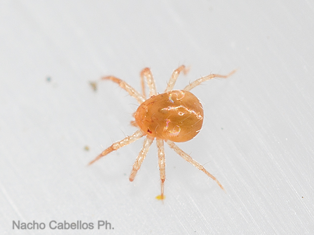 Sierra Madrona. Los Barranquillos. Abril 2016.