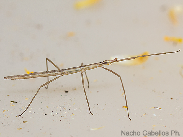 Los Pinos. Puertollano. Junio 2016.