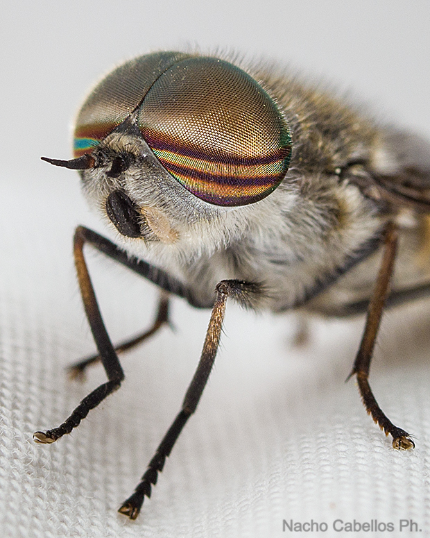 Los Barranquillos. Sierra Morena. Mayo 2015.
