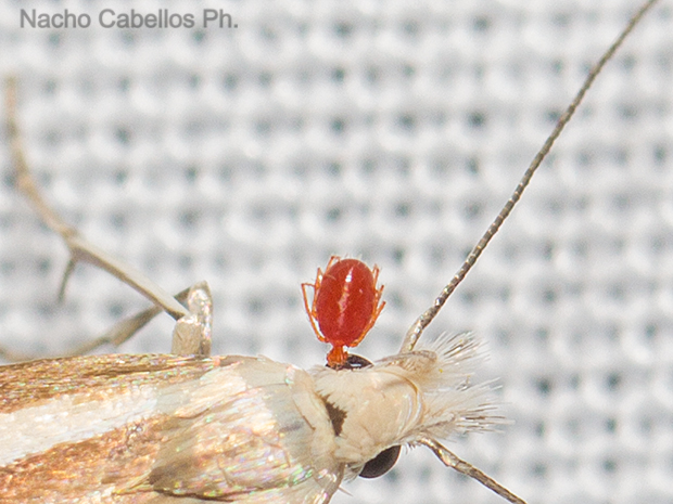 Molino de Geldres. Corral de Calatrava. Junio 2016.