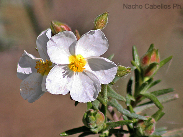 Los Pinos. puertollano. Marzo 2009.