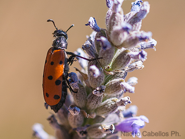 Camino de Puertollano. Argamasilla de Calatrava. Julio 2010.