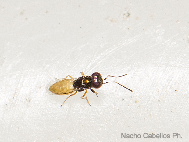 Los Barranquillos. Sierra Morena. Agosto 2016.