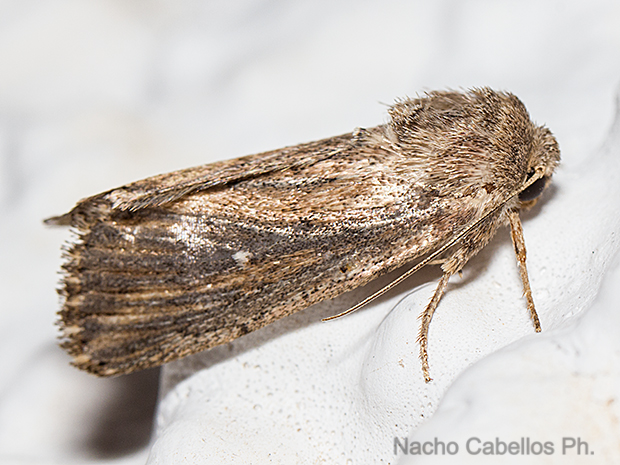 Las Virtudes. Septiembre 2016.