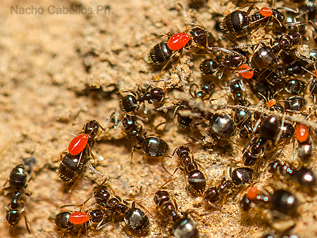 Los Pinos. Puertollano. Marzo 2016. 
