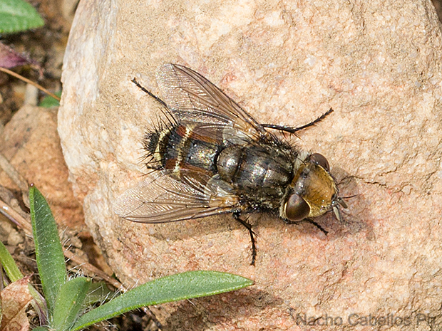 Arroyo Cereceda. Fuencaliente. Marzo 2012.