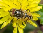 Eristalinus megacephalus