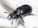 Lucanus barbarossa