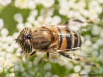 Eristalinus taeniops