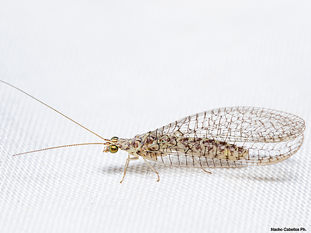 Pseudomallada venosus