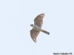 Accipiter nisus